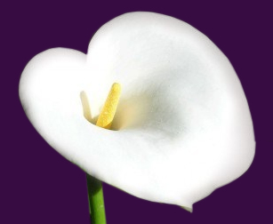 St Lawrence Easter Lilies