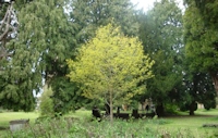 The Millennium Oak, St Lawrence, Towcester