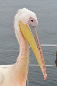 Pelican