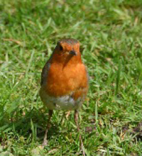 Robin - St Lawrence Churchyard