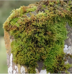 Bradden Churchyard, Leucodon sciuroides otherwise known as Squirrel Tail Moss